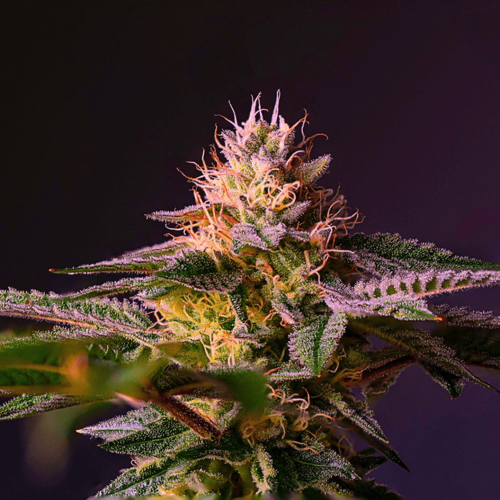 Sativa Cannabis Flower