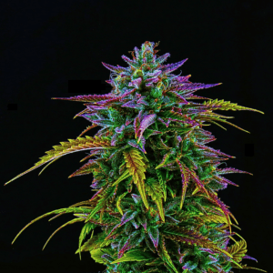 Hybrid A-Bud