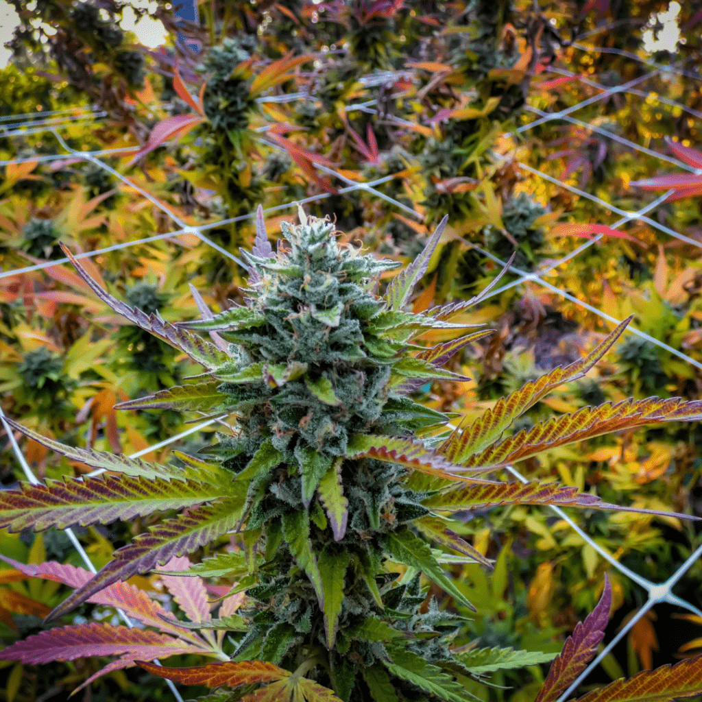 Indica Cannabis Flower