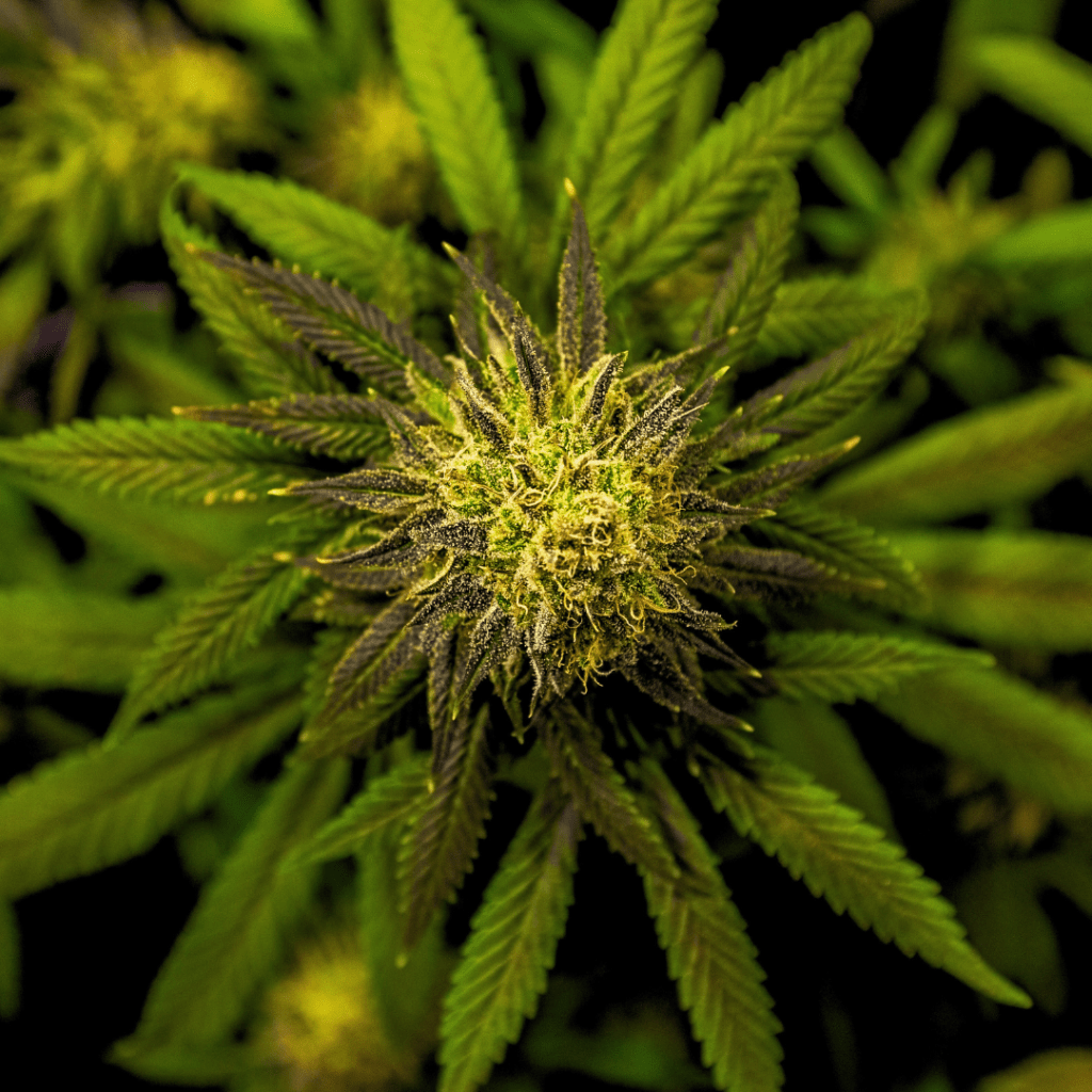 Hybrid Cannabis Flower