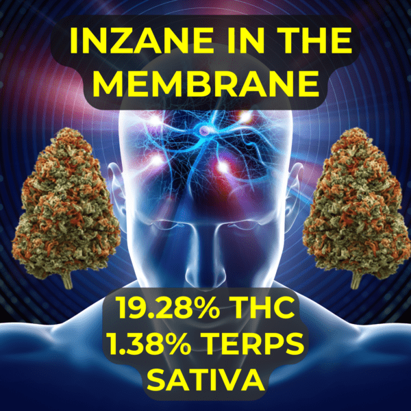 Inzane in the membrane is a high testing sativa cannabis flower sold our our cannabis dispensary in Oklahoma city